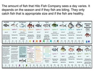 The amount of fish that Hilo Fish Company sees a day varies. It
depends on the season and if they fish are biting. They only
catch fish that is appropriate size and if the fish are healthy.
 