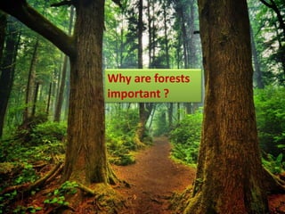 Why are forests
important ?
 