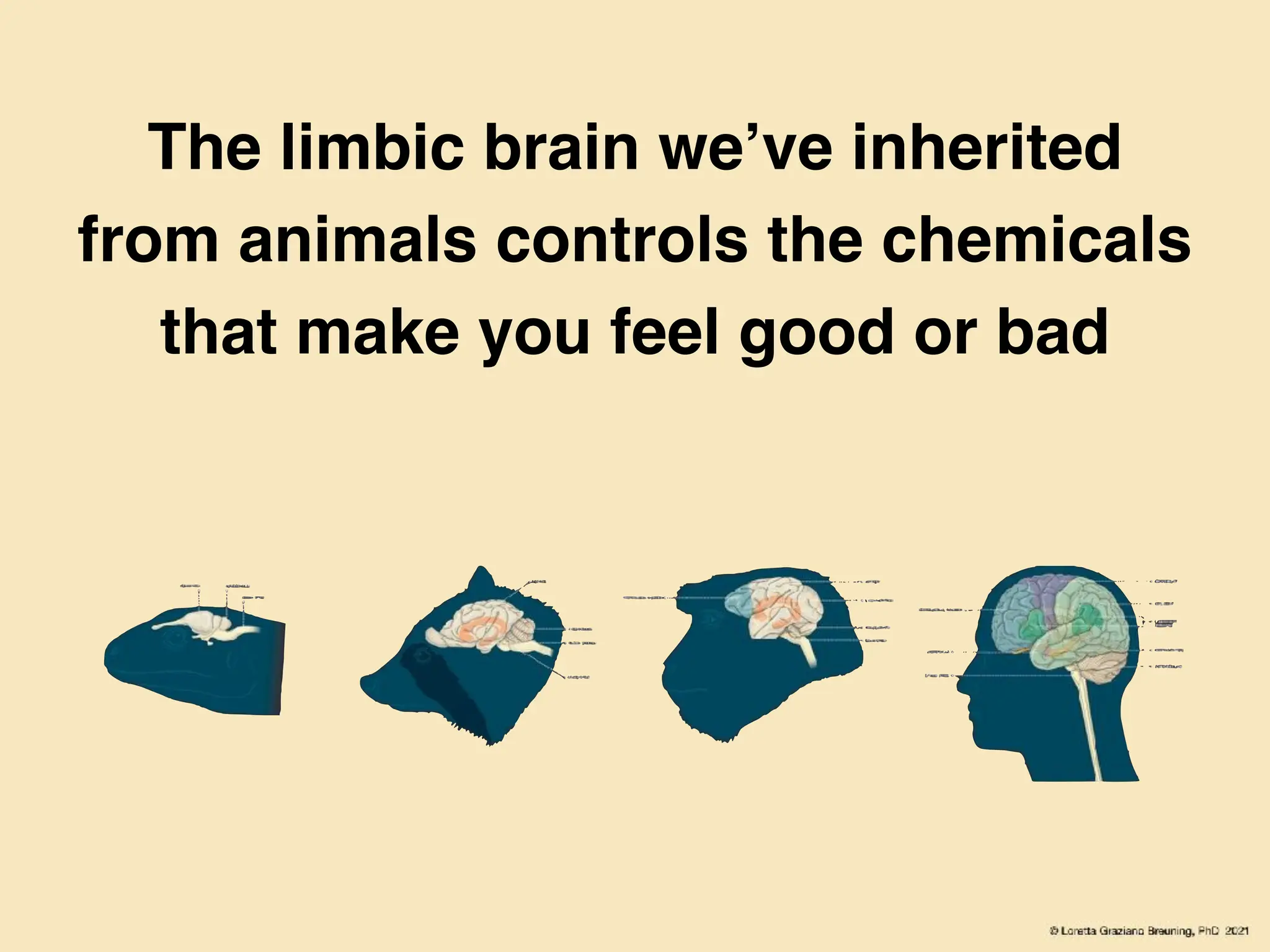 The limbic brain we’ve inherited
from animals controls the chemicals
that make you feel good or bad
 