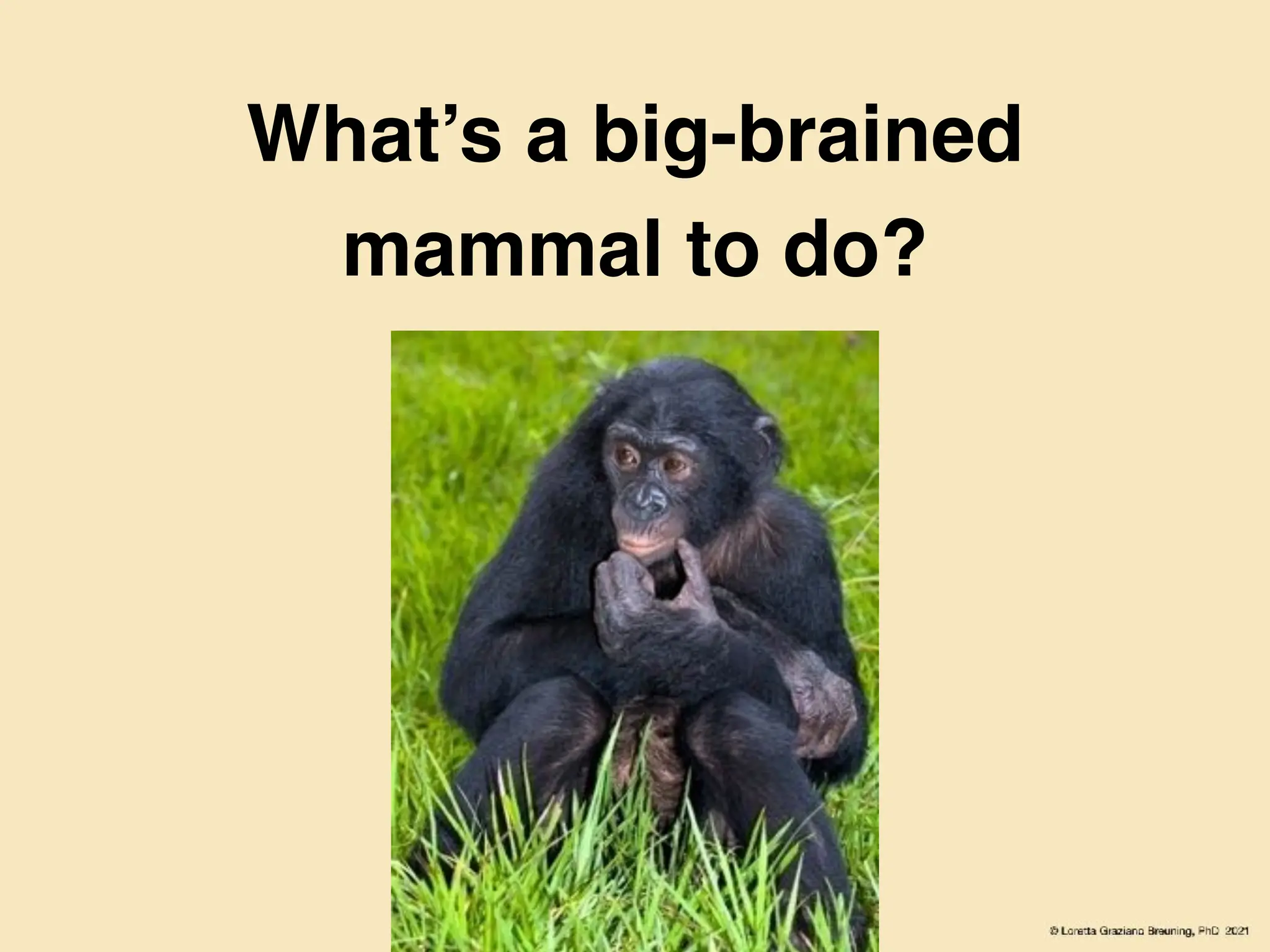 What’s a big-brained
mammal to do?
 