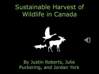 Sustainable Harvest of
Wildlife in Canada
By Justin Roberts, Julie
Puckering, and Jordan York
 
