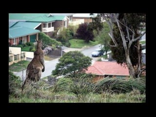 Design Larger windows on the east and north to allow maximum light, while smaller ones on west and south to prevent heat loss.