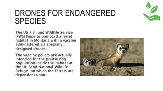 DRONES FOR ENDANGERED
SPECIES
The US Fish and Wildlife Service
(FWS) hope to bombard a ferret
habitat in Montana with a vaccine
administered via specially
designed drones.
The vaccine pellets are actually
intended for the prairie dog
population inside the habitat at
the UL Bend National Wildlife
Refuge, on which the ferrets are
dependent upon.
 