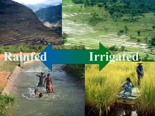 Sustainable Intensification of Agricultural Development:  The scientific support for a new paradigm