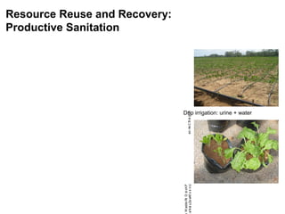 Sustainable Intensification of Agricultural Development:  The scientific support for a new paradigm