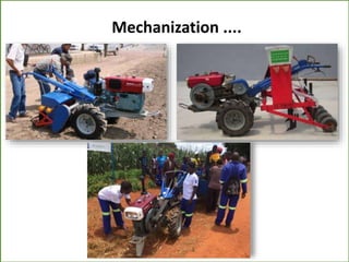 Sustainable intensification of smallholder farming systems in zambia | PDF