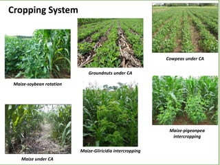 Sustainable intensification of smallholder farming systems in zambia | PDF