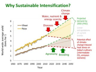 Sustainable intensification of smallholder farming systems in zambia | PDF
