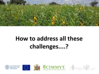 Sustainable intensification of smallholder farming systems in zambia | PDF
