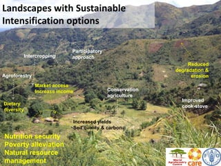Sustainable intensification of smallholder farming systems in zambia | PDF