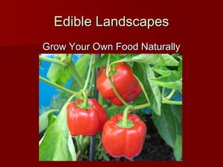 Edible LandscapesEdible Landscapes
Grow Your Own Food NaturallyGrow Your Own Food Naturally
 