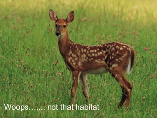 Woops….... not that habitat
 