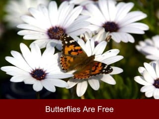 Butterflies Are Free
 