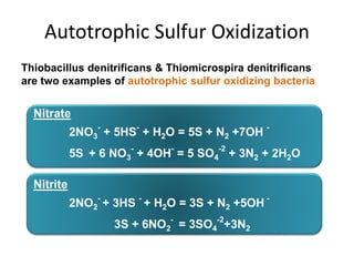 Autotrophic Sulfur Oxidization
Nitrate
2NO3
-
+ 5HS
-
+ H2O = 5S + N2 +7OH
-
5S + 6 NO3
-
+ 4OH
-
= 5 SO4
-2
+ 3N2 + 2H2O
Nitrite
2NO2
-
+ 3HS
-
+ H2O = 3S + N2 +5OH
-
3S + 6NO2
-
= 3SO4
-2
+3N2
Thiobacillus denitrificans & Thiomicrospira denitrificans
are two examples of autotrophic sulfur oxidizing bacteria
 