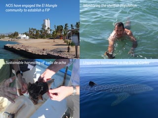 The Althelia Sustainable Ocean Fund