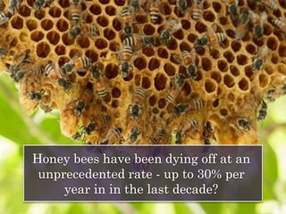 Honey bees have been dying off at an
unprecedented rate - up to 30% per
year in in the last decade?
 