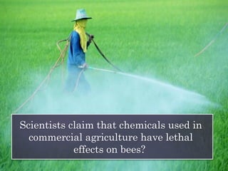 Scientists claim that chemicals used in
commercial agriculture have lethal
effects on bees?
 