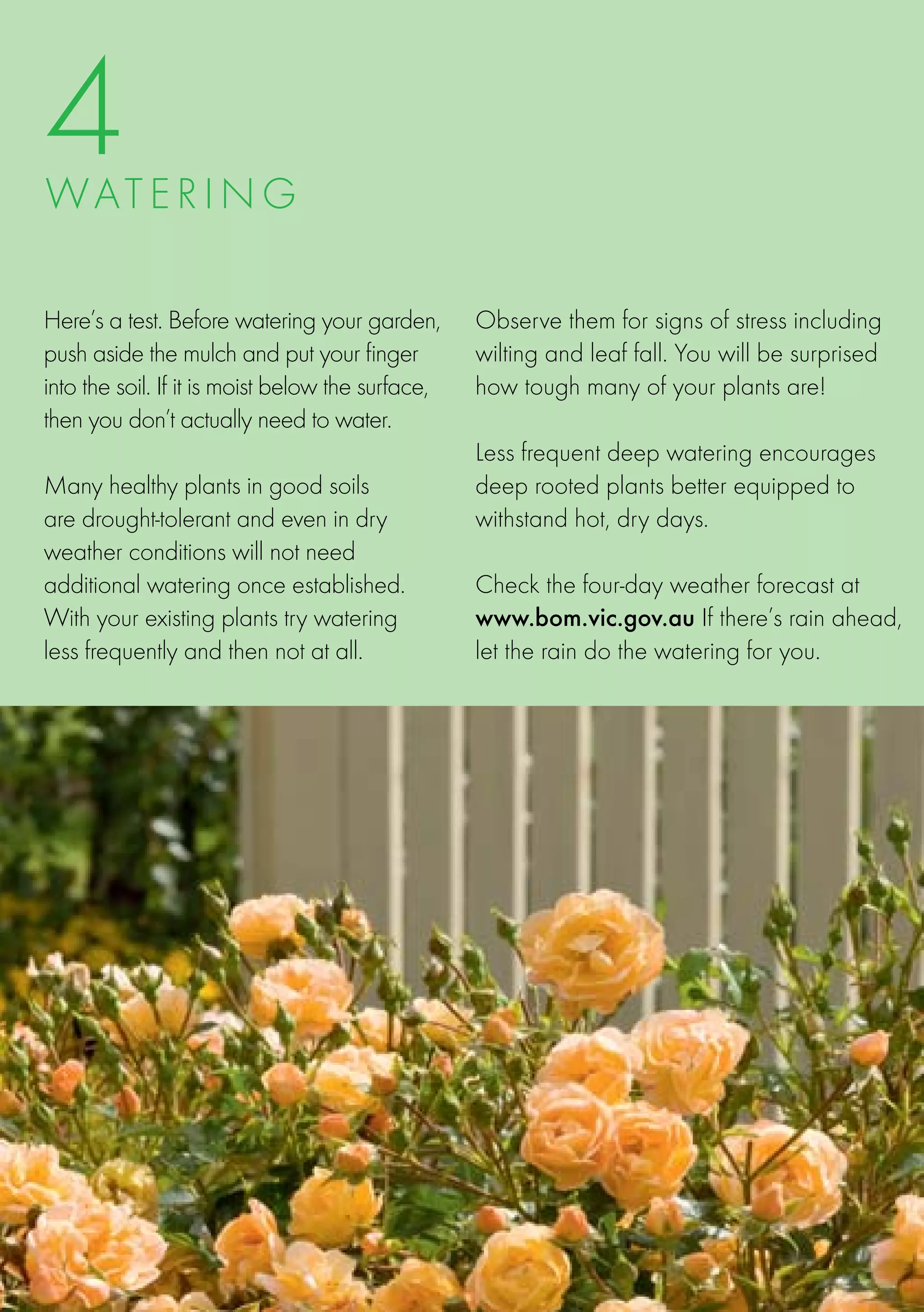 4
WATE R I N G

Here’s a test. Before watering your garden,        Observe them for signs of stress including
push aside the mulch and put your finger           wilting and leaf fall. You will be surprised
into the soil. If it is moist below the surface,   how tough many of your plants are!
then you don’t actually need to water.
                                                   Less frequent deep watering encourages
Many healthy plants in good soils                  deep rooted plants better equipped to
are drought-tolerant and even in dry               withstand hot, dry days.
weather conditions will not need
additional watering once established.              Check the four-day weather forecast at
With your existing plants try watering             www.bom.vic.gov.au If there’s rain ahead,
less frequently and then not at all.               let the rain do the watering for you.
 