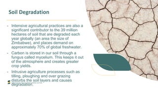 INNOVATION FOR THE FOOD SERVICE SECTOR
Soil Degradation
- Intensive agricultural practices are also a
significant contributor to the 39 million
hectares of soil that are degraded each
year globally (an area the size of
Zimbabwe), and places demand on
approximately 70% of global freshwater.
- Carbon is stored in our soil through a
fungus called mycelium. This keeps it out
of the atmosphere and creates greater
crop yields.
- Intrusive agriculture processes such as
tilling, ploughing and over grazing
disturbs the soil layers and causes
degradation.
 