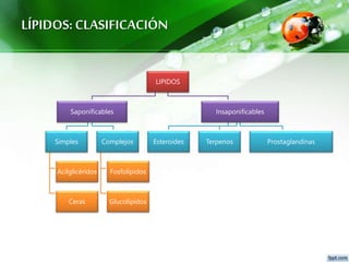 LÍPIDOS:CLASIFICACIÓN
LIPIDOS
Saponificables
Simples
Acilglicéridos
Ceras
Complejos
Fosfolípidos
Glucolípidos
Insaponificables
Esteroides Terpenos Prostaglandinas
 