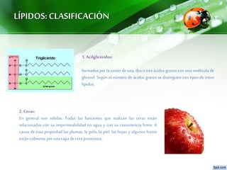 LÍPIDOS:CLASIFICACIÓN
1.Acilglicéridos:
formados por la unión de una, dos o tres ácidos grasos con una molécula de
glicerol. Según el número de ácidos grasos se distinguen tres tipos de estos
lípidos:
2.Ceras:
En general son sólidas. Todas las funciones que realizan las ceras están
relacionadas con su impermeabilidad en agua y con su consistencia firme. A
causa de esta propiedad las plumas, le pelo, la piel, las hojas y algunos frutos
están cubiertos por unacapa decera protectora..
 