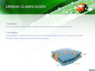 LÍPIDOS:CLASIFICACIÓN
3.Fosfolípidos:
Son las principales moléculas que constituyenla doble capa lipídica dela membrana celular
4.Glucolípidos:
Los glucolípidos se caracterizan por poseer un azúcar, los glucolípidos se sitúan en la capa externa de la
membrana celular siendo receptores de moléculas externas.
 