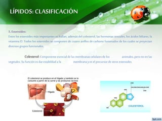 LÍPIDOS:CLASIFICACIÓN
5.Esteroides:
Entre los esteroides más importantes se hallan, además del colesterol, las hormonas sexuales, los ácidos biliares, la
vitamina D. Todos los esteroides se componen de cuatro anillos de carbono fusionados de los cuales se proyectan
diversos grupos funcionales.
Colesterol:Componenteesencial de las membranas celulares de los animales, pero no en las
vegetales. Su función es dar estabildad a la membrana yes el precursor de otros esteroides.
 