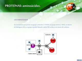 PROTEÍNAS: aminoácidos.
LOS AMINOÁCIDOS
Se caracterizanpor poseer ungrupo carboxilo (- COOH), ungrupo amino (- NH2), unátomo
dehidrógeno (H) y ungrupo variable llamado radical (R) unidosa un átomo de carbono.
 