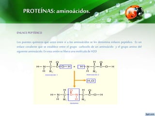 PROTEÍNAS: aminoácidos.
ENLACE PEPTÍDICO
Los puentes químicos que unen entre sí a los aminoácidos se les denomina enlaces peptídico. Es un
enlace covalente que se establece entre el grupo carboxilo de un aminoácido y el grupo amino del
siguiente aminoácido. En esta unión se libera unamolécula de H2O
 
