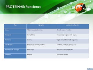 PROTEÍNAS: Funciones
Tipo Ejemplos Localización o Función
Reserva Albúmina y lactoalbúmina. Clara de huevo y la leche.
Transporte Hemoglobina Transporta el oxígeno en la sangre.
Hormonas Insulina Regula el metabolismo de la glucosa.
Estructurales Colágeno, queratina y elastina. Tendones, cartílagos, pelo y uñas.
Protectoras de la sangre Anticuerpos Bloquean sustancia extrañas.
Enzimática Amilasa Actúa en el almidón.
 