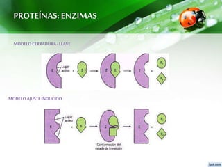 PROTEÍNAS:ENZIMAS
MODELOCERRADURA -LLAVE
MODELOAJUSTE INDUCIDO
 