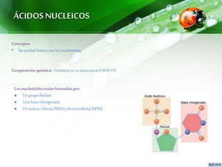 ÁCIDOS NUCLEICOS
Concepto:
• Su unidad básica son los nucleótidos.
Composición química: Contieneen su estructura CHON YP.
Los nucleótidos están formados por:
Ungrupo fosfato
Unabase nitrogenada
Unazúcar: ribosa (ARN)ydesoxirribosa (ADN)
 