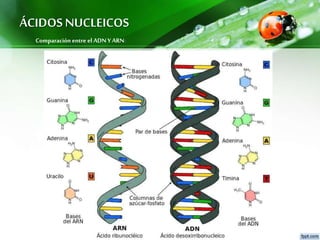 ÁCIDOS NUCLEICOS
Comparación entre el ADN YARN:
 