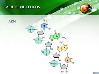 ÁCIDOS NUCLEICOS
ARN
 