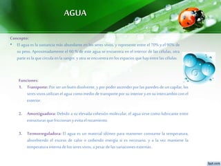 AGUA
Concepto:
• El agua es la sustancia más abundante en los seres vivos, y represente entre el 70% y el 90% de
su peso. Aproximadamente el 60 % de este agua se encuentra en el interior de las células, otra
parte es la quecircula enla sangre, yotra se encuentraen los espacios quehayentre las células.
Funciones:
1. Transporte: Por ser un buen disolvente, y por poder ascender por las paredes de un capilar, los
seres vivos utilizan el agua como medio de transporte por su interior y en su intercambio con el
exterior.
2. Amortiguadora: Debido a su elevada cohesión molecular, el agua sirve como lubricante entre
estructuras que friccionan yevita el rozamiento.
3. Termorreguladora: El agua es un material idóneo para mantener constante la temperatura,
absorbiendo el exceso de calor o cediendo energía si es necesario, y a la vez mantiene la
temperatura interna de los seres vivos, a pesar de las variaciones externas..
 