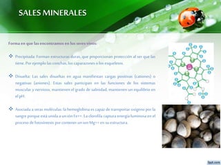 SALES MINERALES
Forma en que las encontramos en los seres vivos:
 Precipitada: Forman estructuras duras, que proporcionan protección al ser que las
tiene. Por ejemplo las conchas, los caparazones o los esqueletos.
 Disuelta: Las sales disueltas en agua manifiestan cargas positivas (cationes) o
negativas (aniones). Estas sales participan en las funciones de los sistemas
muscular y nervioso, mantienen el grado de salinidad, mantienen un equilibrio en
el pH.
 Asociada a otras moléculas: la hemoglobina es capaz de transportar oxígeno por la
sangre porque está unida a un ión Fe++. La clorofila captura energía luminosa en el
proceso de fotosíntesis por contener union Mg++ en su estructura.
 