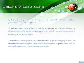 CARBOHIDRATOS: FUNCIONES
1, Energética: Representan en el organismo el combustible de uso inmediato,
principalmenteporpartedelaglucosa.
2. Reserva: sirven como reserva de energía, el almidón es la forma principal de
almacenamiento en las plantas y el glucógeno en los animales que es la manera como el
organismoacumulacarbohidratos.
3. Estructural: Forman parte de las paredes celulares de plantas, hongos y bacterias. La
celulosa forma parte de la pared celular de las células vegetales. La quitina forma parte del
exoesqueletodemuchosinsectos,crustáceosyarácnidos.
 