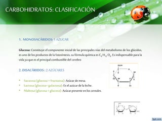 CARBOHIDRATOS: CLASIFICACIÓN
1. MONOSACÁRIDOS:1 AZUCAR
Glucosa: Constituye el componente inicial de las principales vías del metabolismo de los glúcidos,
es uno de los productos de la fotosíntesis, su fórmula química es C6 H12 O6. Es indispensable para la
vida yaque es el principal combustible del cerebro
2.DISACÁRIDOS:2 AZÚCARES
• Sacarosa(glucosa + fructuosa): Azúcarde mesa.
• Lactosa (glucosa+ galactosa): Es el azúcar de la leche.
• Maltosa (glucosa + glucosa): Azúcarpresente en los cereales.
 