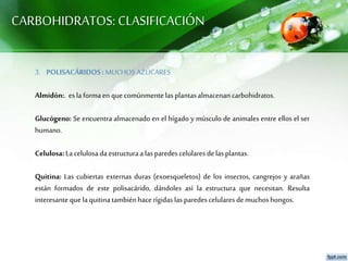 CARBOHIDRATOS: CLASIFICACIÓN
3. POLISACÁRIDOS:MUCHOS AZÚCARES
Almidón:. esla formaen quecomúnmentelasplantasalmacenancarbohidratos.
Glucógeno: Se encuentra almacenado en el hígado y músculo de animales entre ellos el ser
humano.
Celulosa:Lacelulosa daestructuraa lasparedescelulares delasplantas.
Quitina: Las cubiertas externas duras (exoesqueletos) de los insectos, cangrejos y arañas
están formados de este polisacárido, dándoles así la estructura que necesitan. Resulta
interesantequelaquitinatambiénhacerígidaslas paredescelularesdemuchoshongos.
 