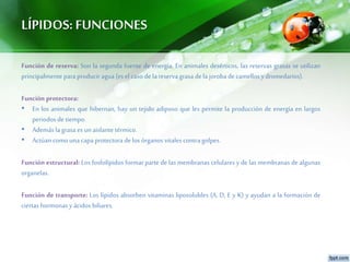 LÍPIDOS:FUNCIONES
Función de reserva: Son la segunda fuente de energía. En animales desérticos, las reservas grasas se utilizan
principalmente para producir agua (es el caso de la reserva grasa de la joroba de camellos ydromedarios).
Función protectora:
• En los animales que hibernan, hay un tejido adiposo que les permite la producción de energía en largos
periodos de tiempo.
• Además la grasa es unaislante térmico.
• Actúancomo unacapa protectora de los órganos vitales contra golpes.
Función estructural: Los fosfolípidos formar parte de las membranas celulares y de las membranas de algunas
organelas.
Función de transporte: Los lípidos absorben vitaminas liposolubles (A, D, E y K) y ayudan a la formación de
ciertas hormonas yácidos biliares.
 