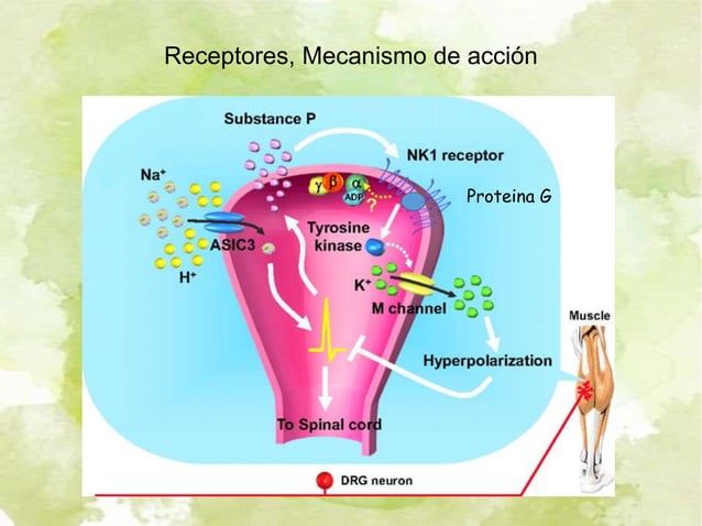 Que Es La Sustancia P En El Dolor