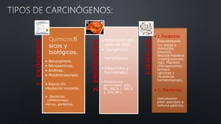 1.EXÓGENOS Químicos,fí
sicos y
biológicos.
• Benzopireno.
• Nitrosaminas.
• Anilinas.
• Metilnitrosureas.
• Rayos UV.
•Radiación ionizante.
• Bacterias
(Aflatoxinas).
•Virus, parásitos.
2.ENDÓGENOS
• Reparación del
daño de ADN.
• Congénitos
hereditarios.
• Adquiridos y
hormonales.
• Mutaciones
germinales: p53,
Rb, BRCA 1, BRCA
2, APC,NF1.
EJEMPLOS
• 1.Parásitos
Esquistosoma
(ca vejiga y
conductos
biliares);
fasciola hepatica
(colangiocarcino
ma); filariasis
(fibrosarcoma);
teniasis
(gliomas y
neoplasias
hematologicas).
• 1. Bacterias
Helicobacter
pilori asociado a
linfoma gástrico.
 