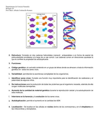 Departamento de Ciencias Naturales
Biología 10°
Prof. Bach. Alfredo Cordoncillo Romero
2. Estructura: Consiste en dos cadenas helicoidales (caracol) antiparalelas o en forma de espiral de
polinucleótidos enrollados a lo largo de un eje común. Las cadenas corren en direcciones opuestas lo
que le confiere la propiedad de autoduplicarse.
3. Funciones:
a. Código genético: el cual está contenido en un grupo de letras donde se almacen a toda la información
genética en todos los seres vivos.
b. Variabilidad: permitiendo la asombrosa complejidad de los organismos.
c. Identificar seres vivos: Cumple una función muy importante para la identificación de cadáveres y el
paternidad de algunos niños.
d. Da instrucciones para la producción de todas las proteínas que el organismo necesita, además de ella
surgen moléculas semejantes.
e. Aumento de la cantidad de material genético durante la reproducción celular y la autoduplicación de
esta molécula.
f. Interviene en la herencia y la evolución de los seres vivos.
g. Autoduplicación: permite el aumento en la cantidad de ADN
4. Localización : Se localiza en las células en núcleo dentro de los cromosomas y en el citoplasma en
las mitocondrias y cloroplastos.
 