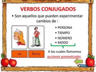 VERBOS CONJUGADOS
A los cuales llamamos
acciones gramaticales.
• PERSONA
• NÚMERO
• TIEMPO
• MODO
• Son aquellos que pueden experimentar
cambios de :
 