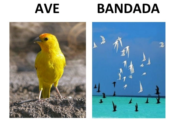 Sustantivos Colectivos