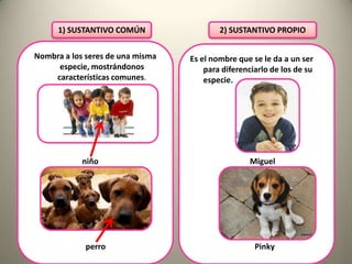 1) SUSTANTIVO COMÚN
Nombra a los seres de una misma
especie, mostrándonos
características comunes.

niño

perro

2) SUSTANTIVO PROPIO
Es el nombre que se le da a un ser
para diferenciarlo de los de su
especie.

Miguel

Pinky

 