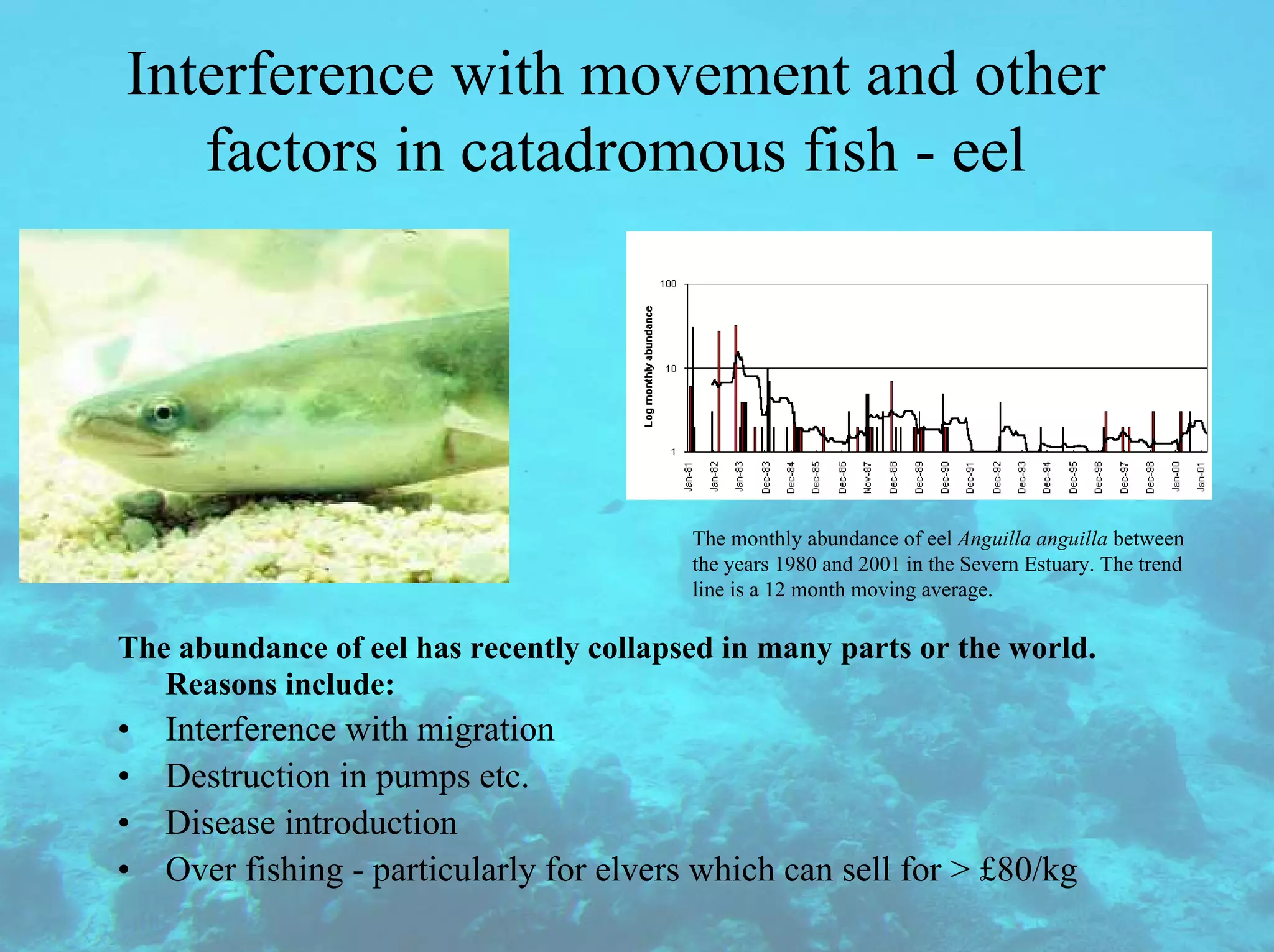 Interference with movement and other
factors in catadromous fish - eel
The monthly abundance of eel Anguilla anguilla between
the years 1980 and 2001 in the Severn Estuary. The trend
line is a 12 month moving average.
The abundance of eel has recently collapsed in many parts or the world.
Reasons include:
• Interference with migration
• Destruction in pumps etc.
• Disease introduction
• Over fishing - particularly for elvers which can sell for > £80/kg
 