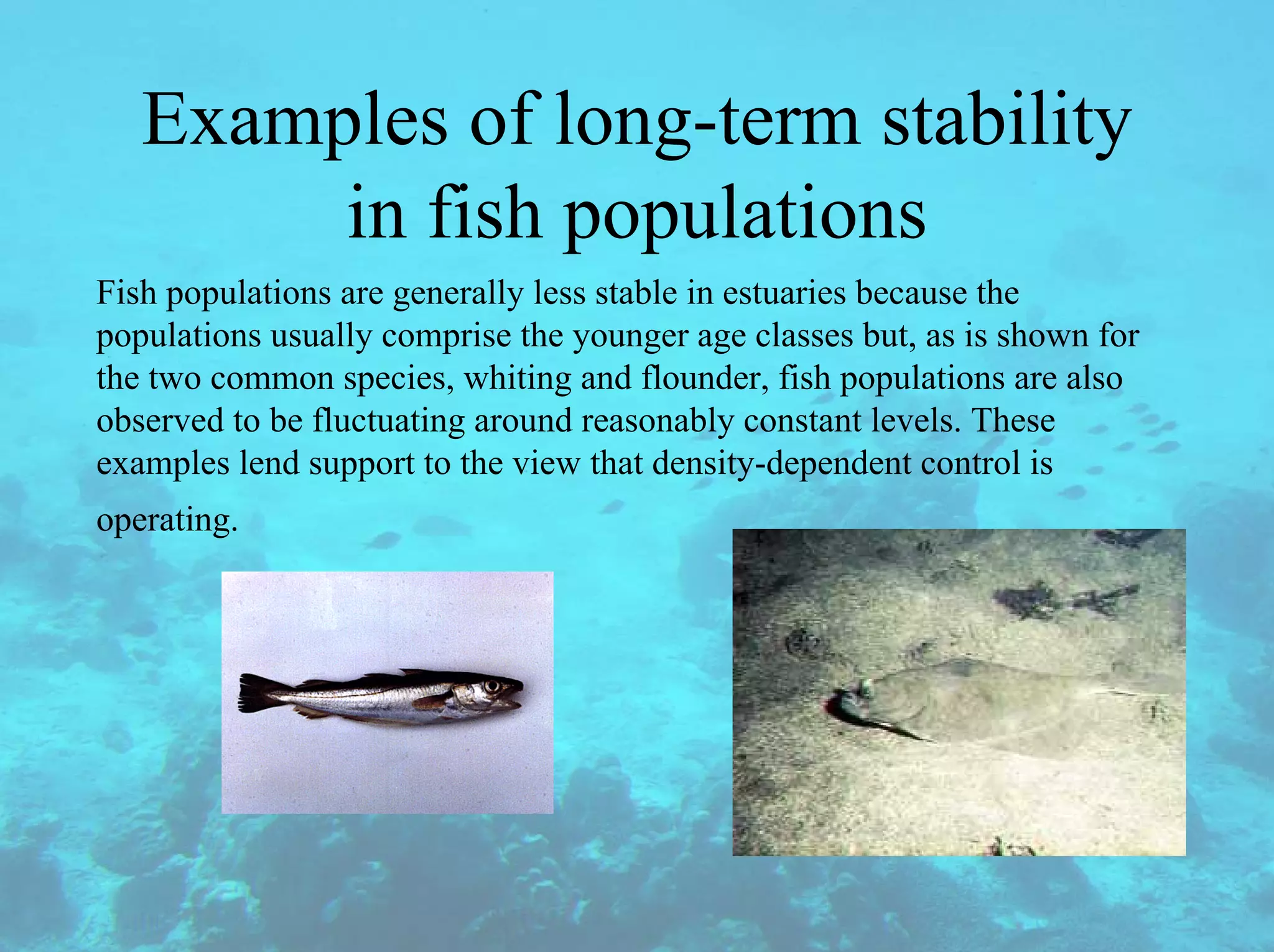 Examples of long-term stability
in fish populations
Fish populations are generally less stable in estuaries because the
populations usually comprise the younger age classes but, as is shown for
the two common species, whiting and flounder, fish populations are also
observed to be fluctuating around reasonably constant levels. These
examples lend support to the view that density-dependent control is
operating.
 