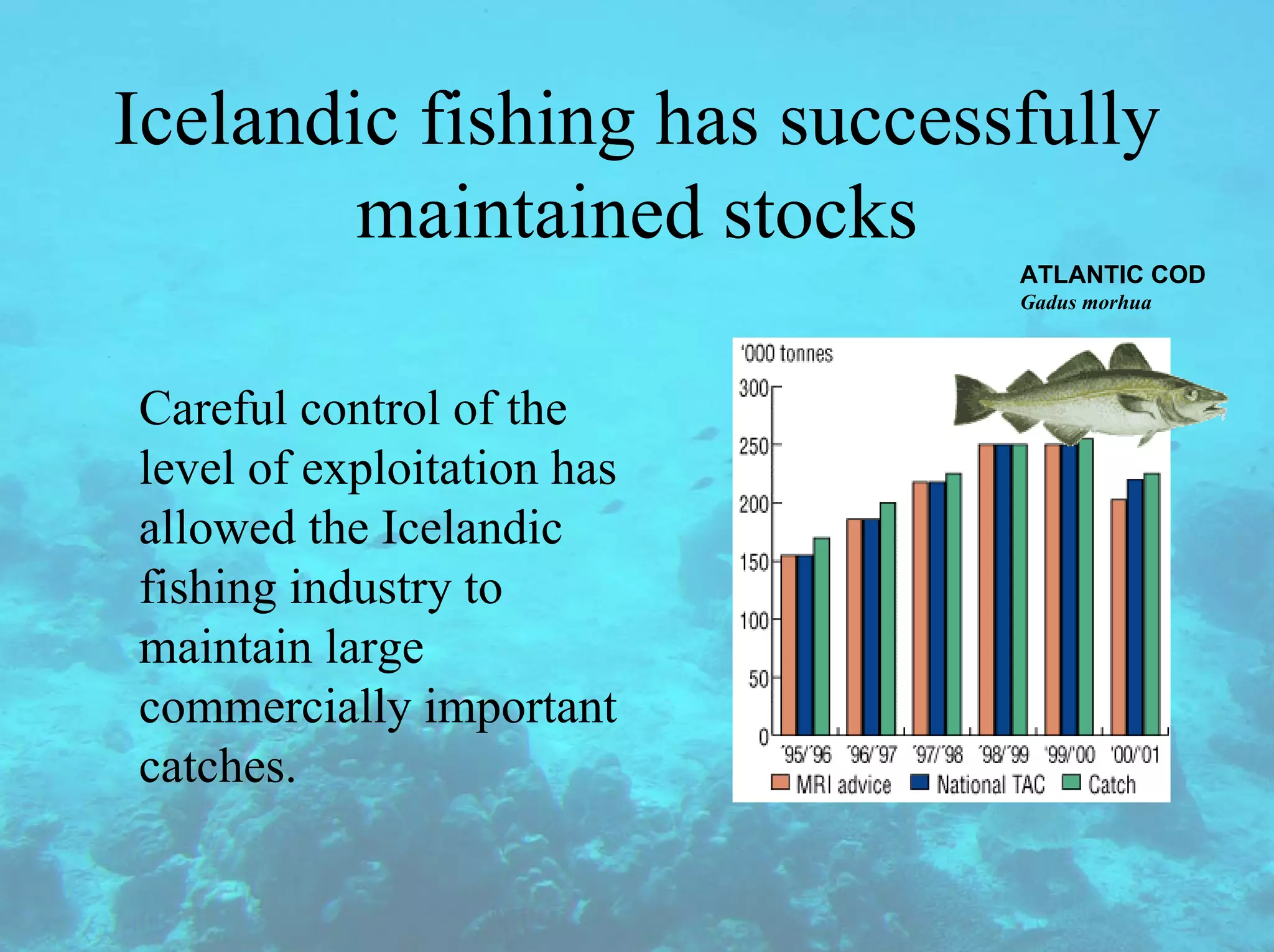 Icelandic fishing has successfully
maintained stocks
Careful control of the
level of exploitation has
allowed the Icelandic
fishing industry to
maintain large
commercially important
catches.
ATLANTIC COD
Gadus morhua
 