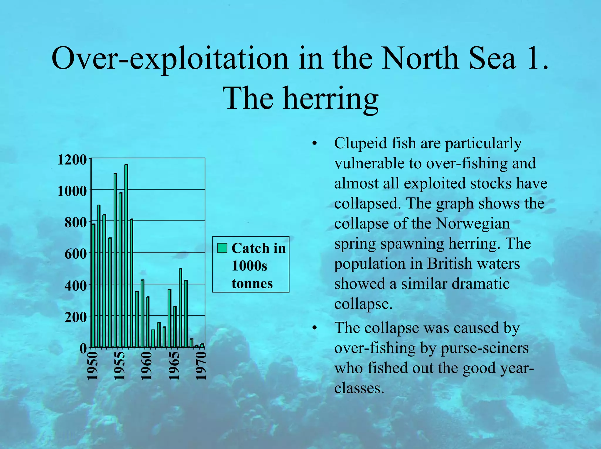 Over-exploitation in the North Sea 1.
The herring
0
200
400
600
800
1000
1200
1950
1955
1960
1965
1970
Catch in
1000s
tonnes
• Clupeid fish are particularly
vulnerable to over-fishing and
almost all exploited stocks have
collapsed. The graph shows the
collapse of the Norwegian
spring spawning herring. The
population in British waters
showed a similar dramatic
collapse.
• The collapse was caused by
over-fishing by purse-seiners
who fished out the good year-
classes.
 